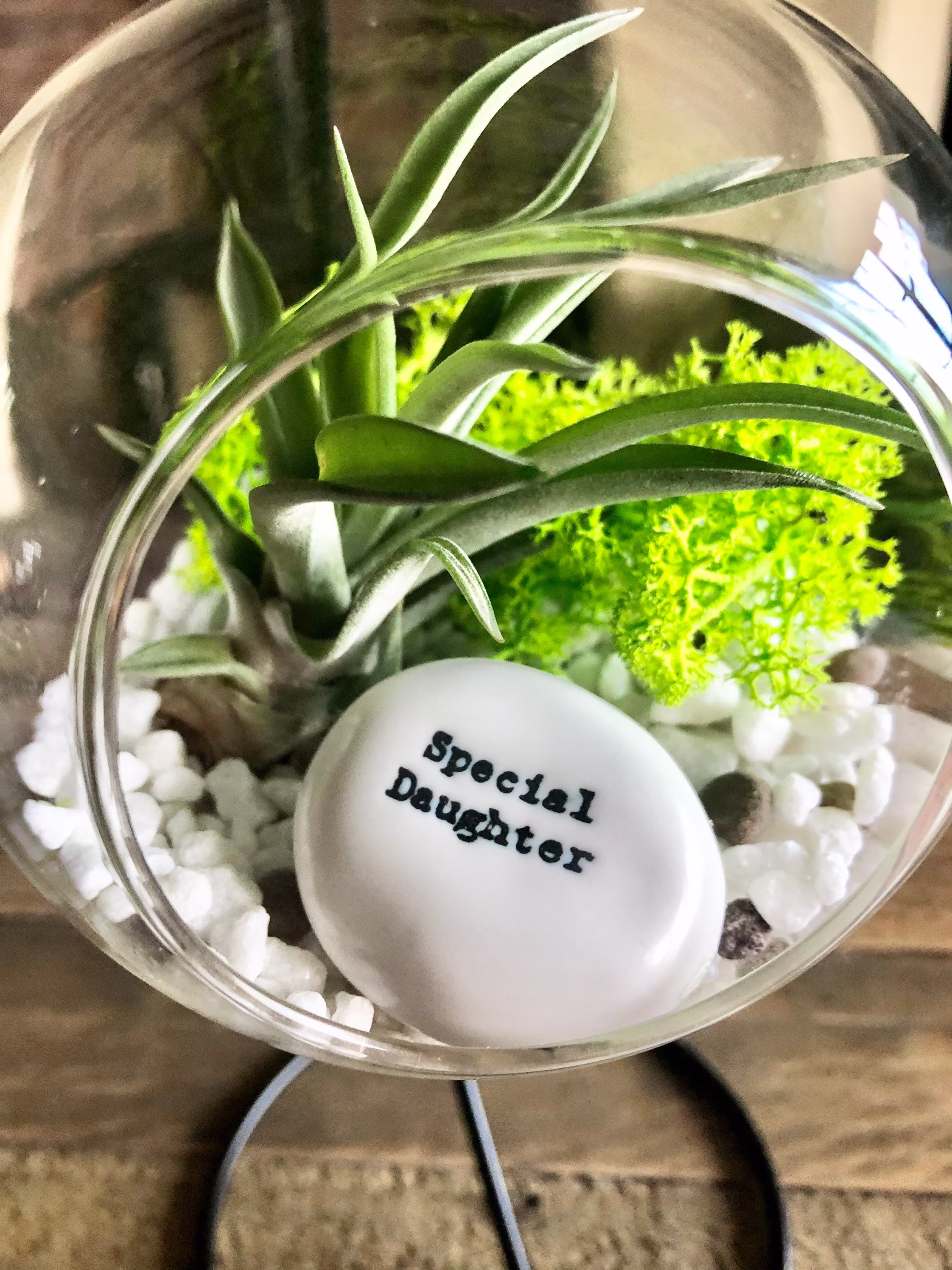 Diy Terrarium Air Plant Kit,