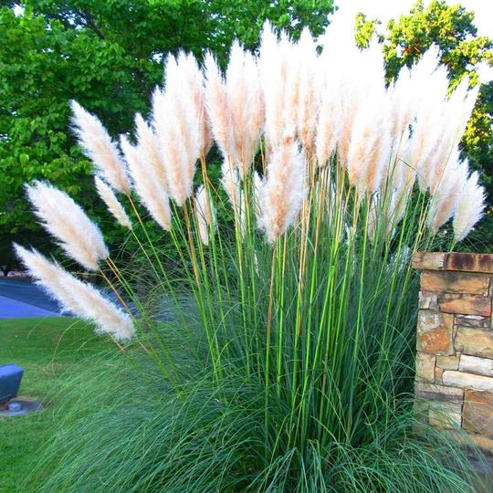 White Pampas Cortaderia Selloana Plant Ornamental Grass Seeds 100 Fresh Rare