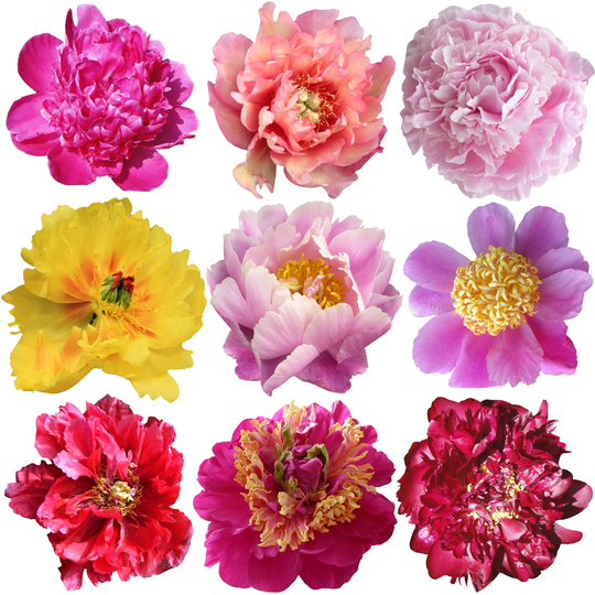 Peony Seeds - Mixed Colors, Great For Bonsai, Container Or Outdoor Growing