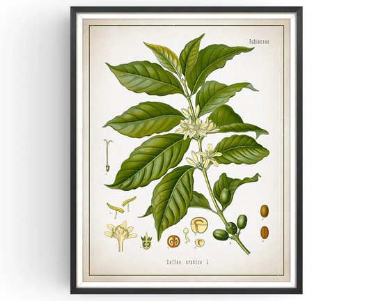 Coffee Arabica - Botanical Print Vintage Coffee Art Medicinal Plant Botany Decor Kitchen Unframed