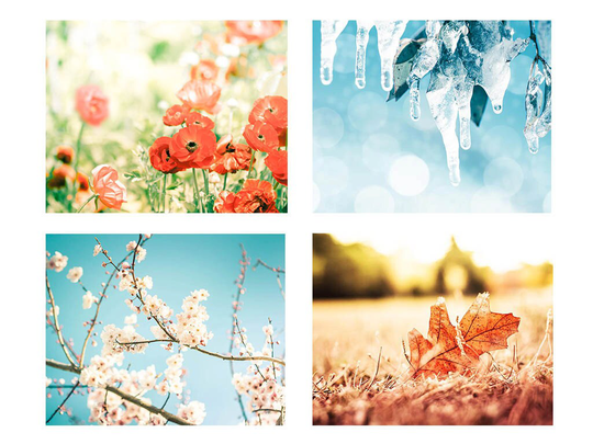 Nature Photography Print Set Four Seasons Blossom 8x10 11x14 Fine Art Floral Winter Snow Red Rust Aqua