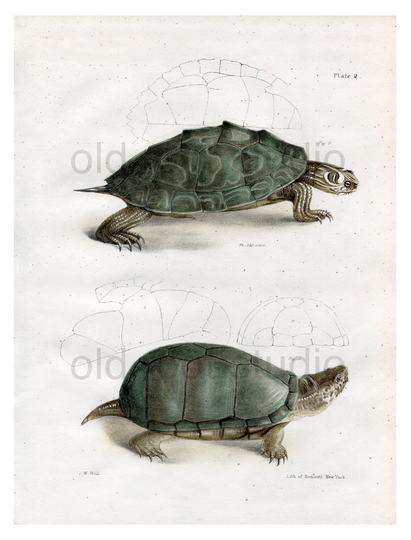 Hand Colored, Original Antique Print Of The Pseudo Geographic Tortoise & Mud Turtle, 1842. Illustration Salt Water Ocean