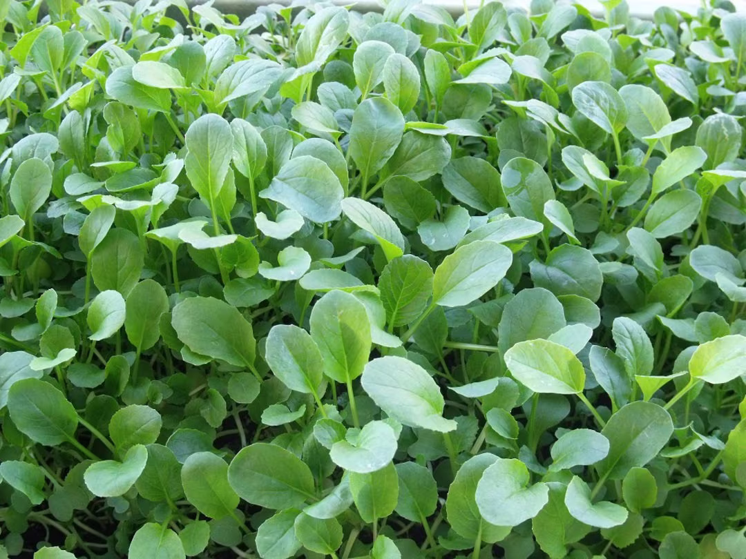 Sprouting Seed Pak Choi Oriental Microgreens Seeds - 1500 Microgreen Approximately