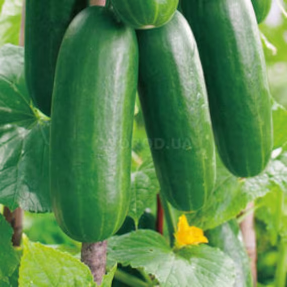 Cucumber Seeds Tomash F1
