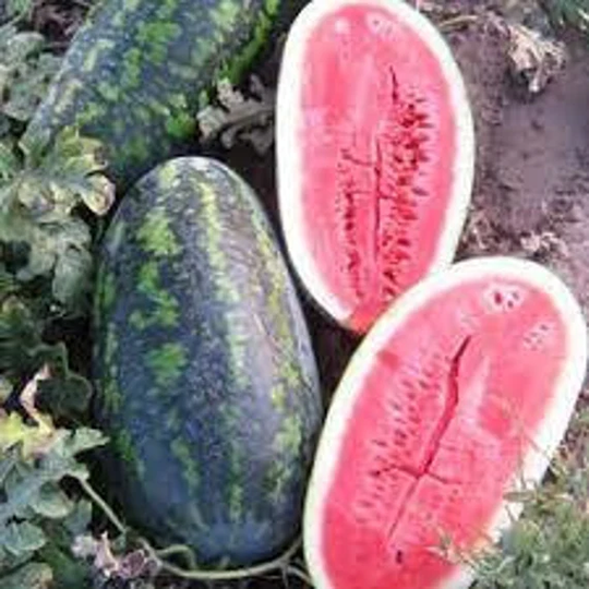 Watermelon Seeds Favorite