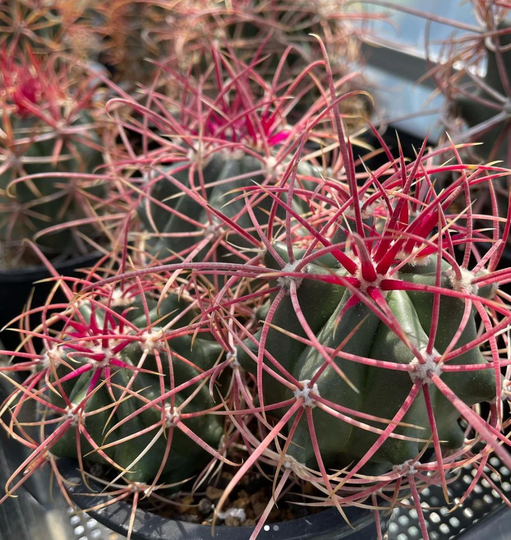 20+ Ferocactus Acanthodes Seeds - Easy To Grow Cactus Compass Barrel Usa Seller