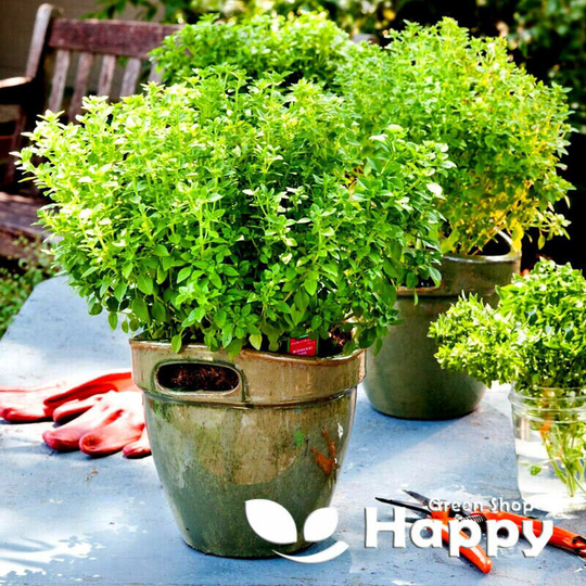 Herb Seeds Asil Minette - 500 Ocimum