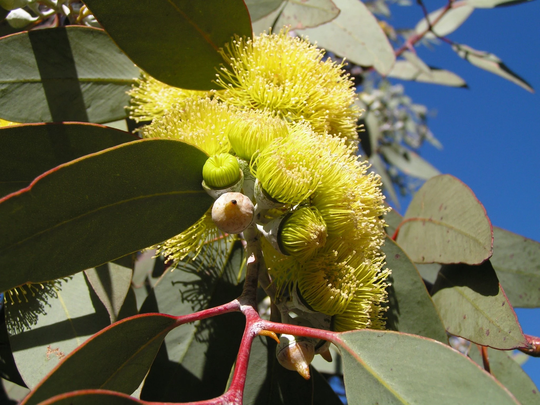 Eucalyptus Woodwardii - Lemon Flowered Gum 100 Seeds