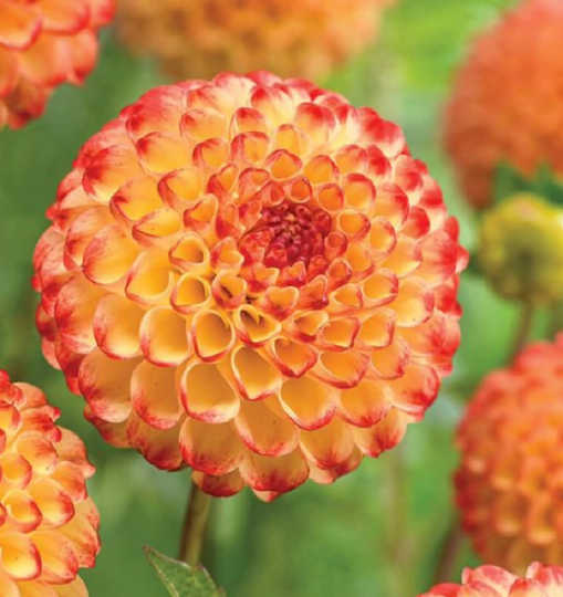 Dahlia