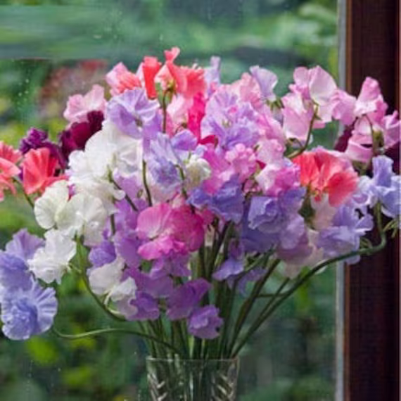 30 Sweet Pea Seeds Mix Colors C1029