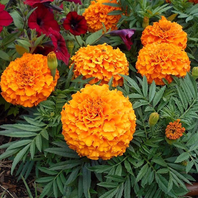 Dwarf Mexican Marigold Orange Seeds Annual Flowering Non Gmo For Planting | 202182