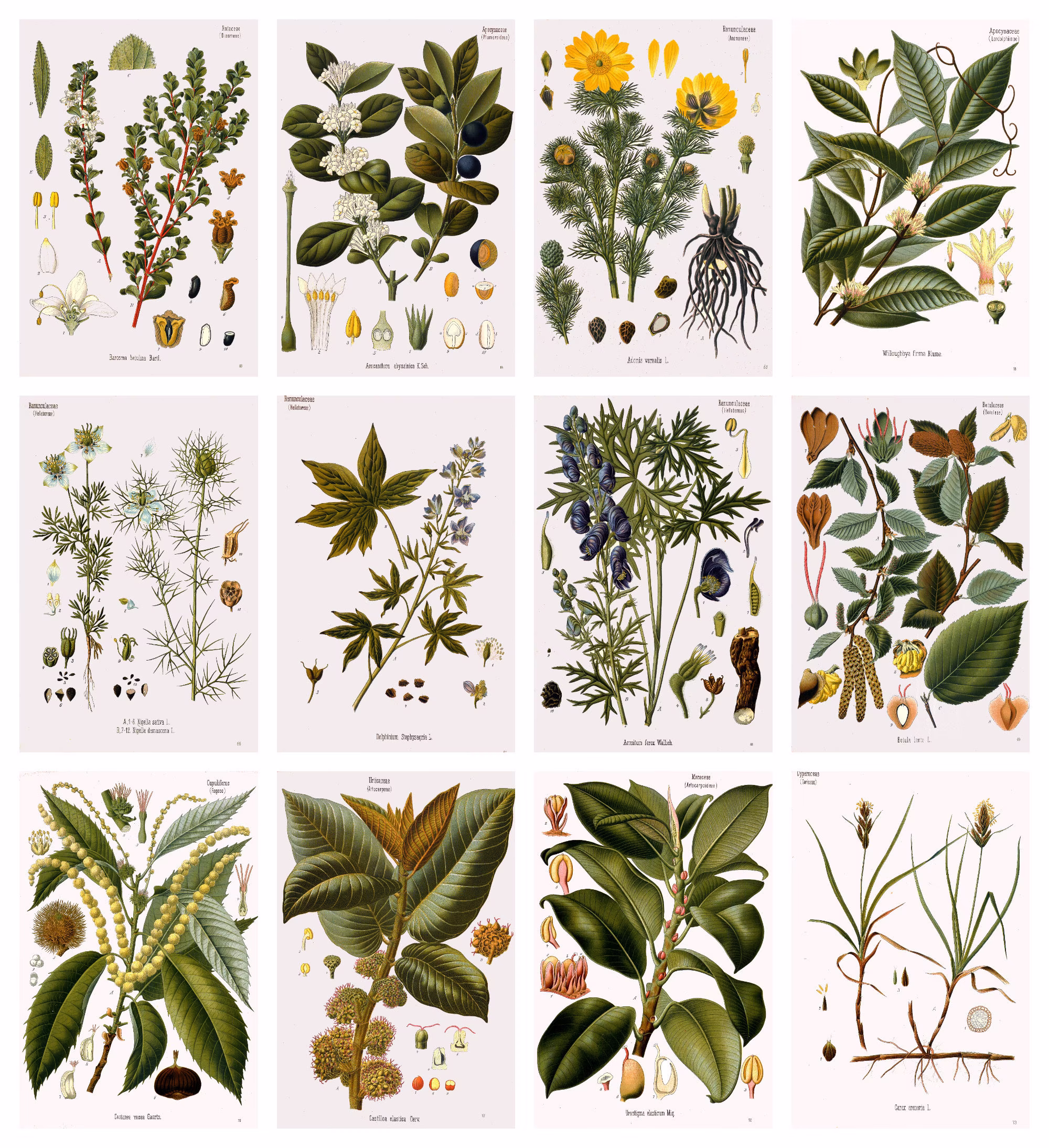 12 X Köhler's Medicinal Plants Postcards #5 - A Set Of Reproduction Art 300Gsm Premium-Quality Matte Photo Card