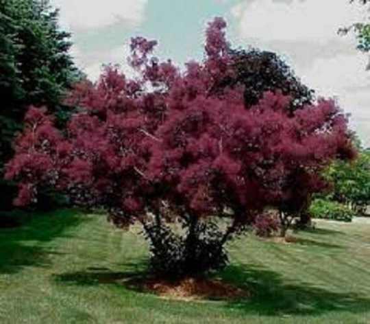 50 X Smoke Tree | Cotinus Coggygria Seeds