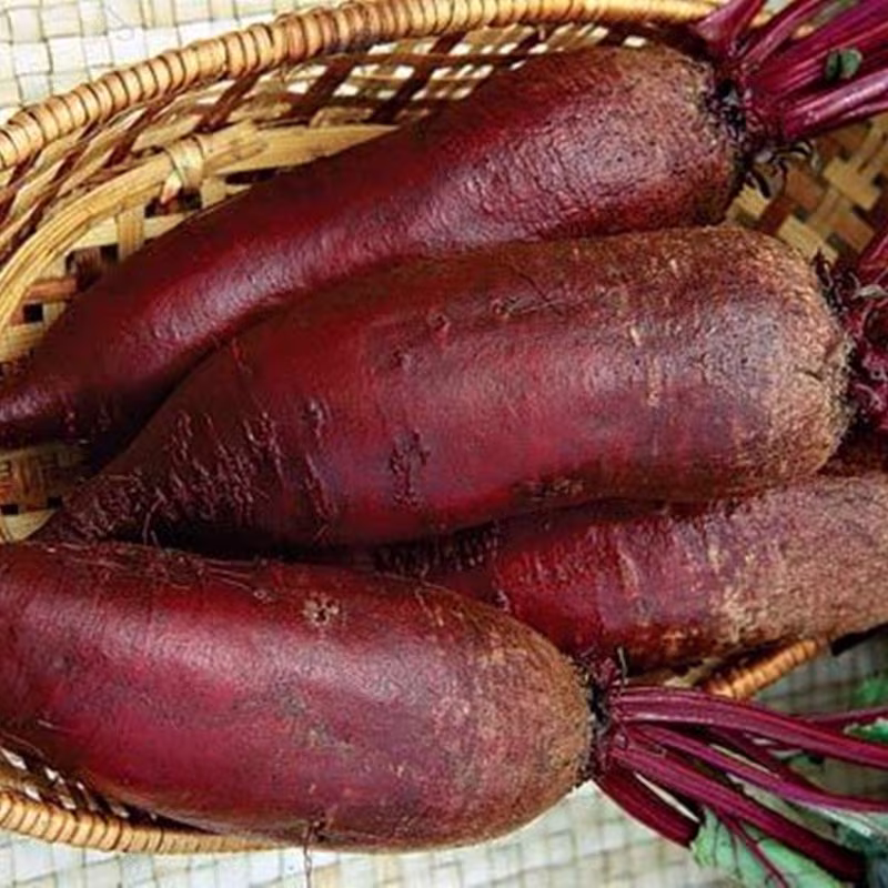 Beetroot Cylinder Seeds Heirloom Non Gmo For Planting | 201514