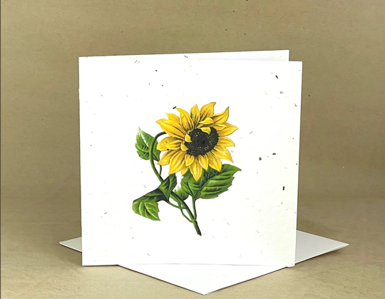Plantable Eco-Friendly Seeded Card/Beautiful Sunflower #2