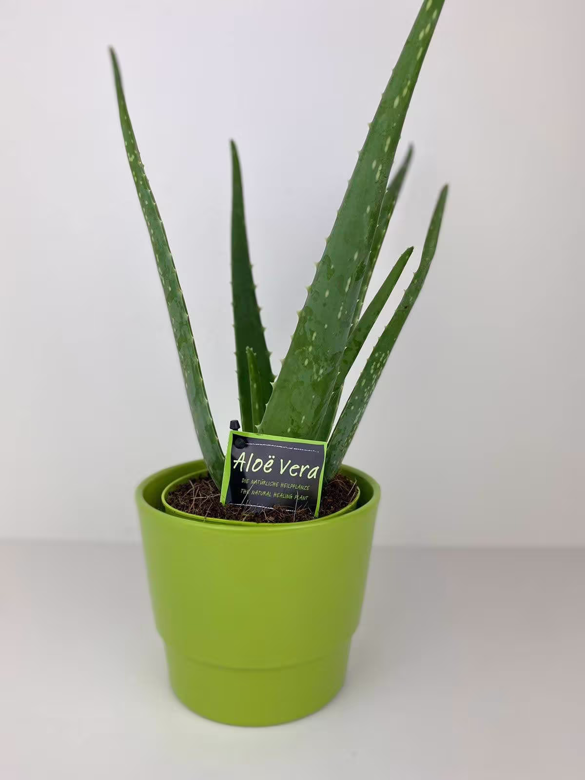Aloe Vera Plant in Lime Green Pot Gift