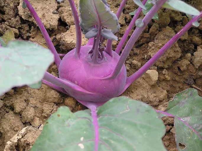 Purple Vienna Kohlrabi Seed Pack - Heirloom Vegetable Seeds
