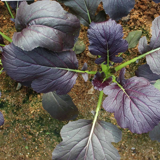 Asian Greens Leafy Red Kingdom F 1 Seed 50