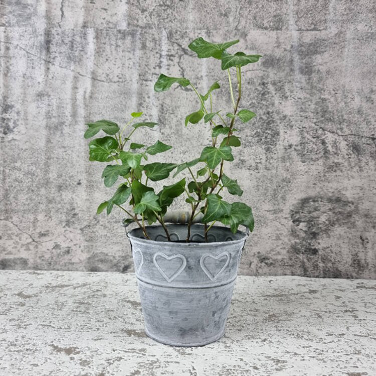 Galvanised Metal Heart Bucket Planter - Small