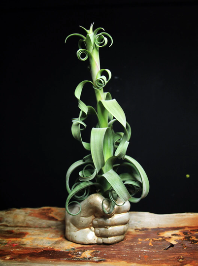Hand - Airplants, Succulents, Cacti Pot