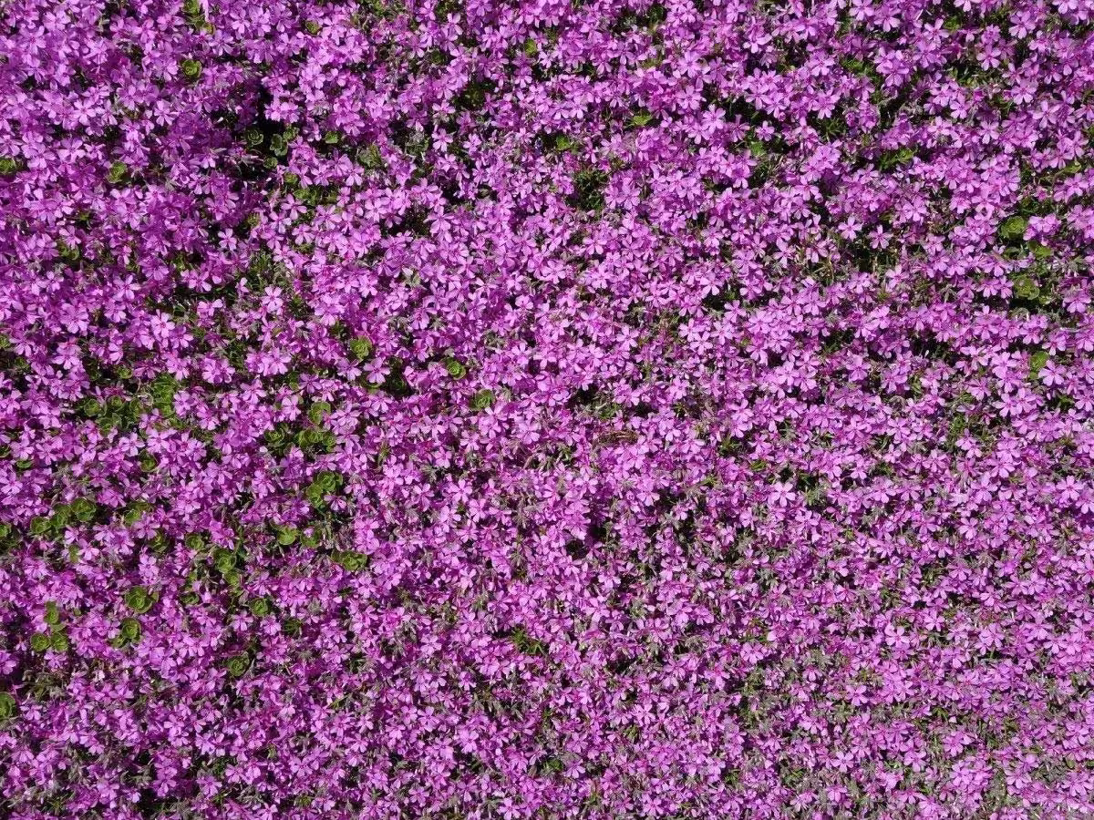 1000 Fresh Seeds - Herb Thyme Purple Creeping, Thymus Serpyllum Ground-Cover