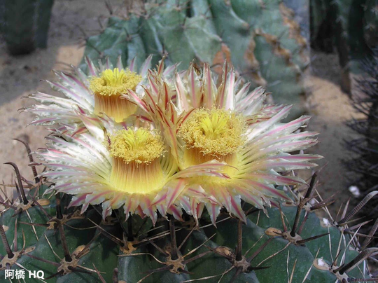 Ferocactus Horridus - Barrel-Shaped Cactus 10 Seeds