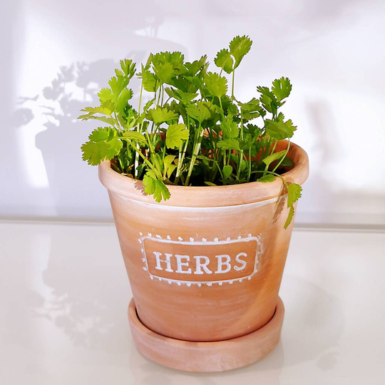 Terracotta Herb Planter