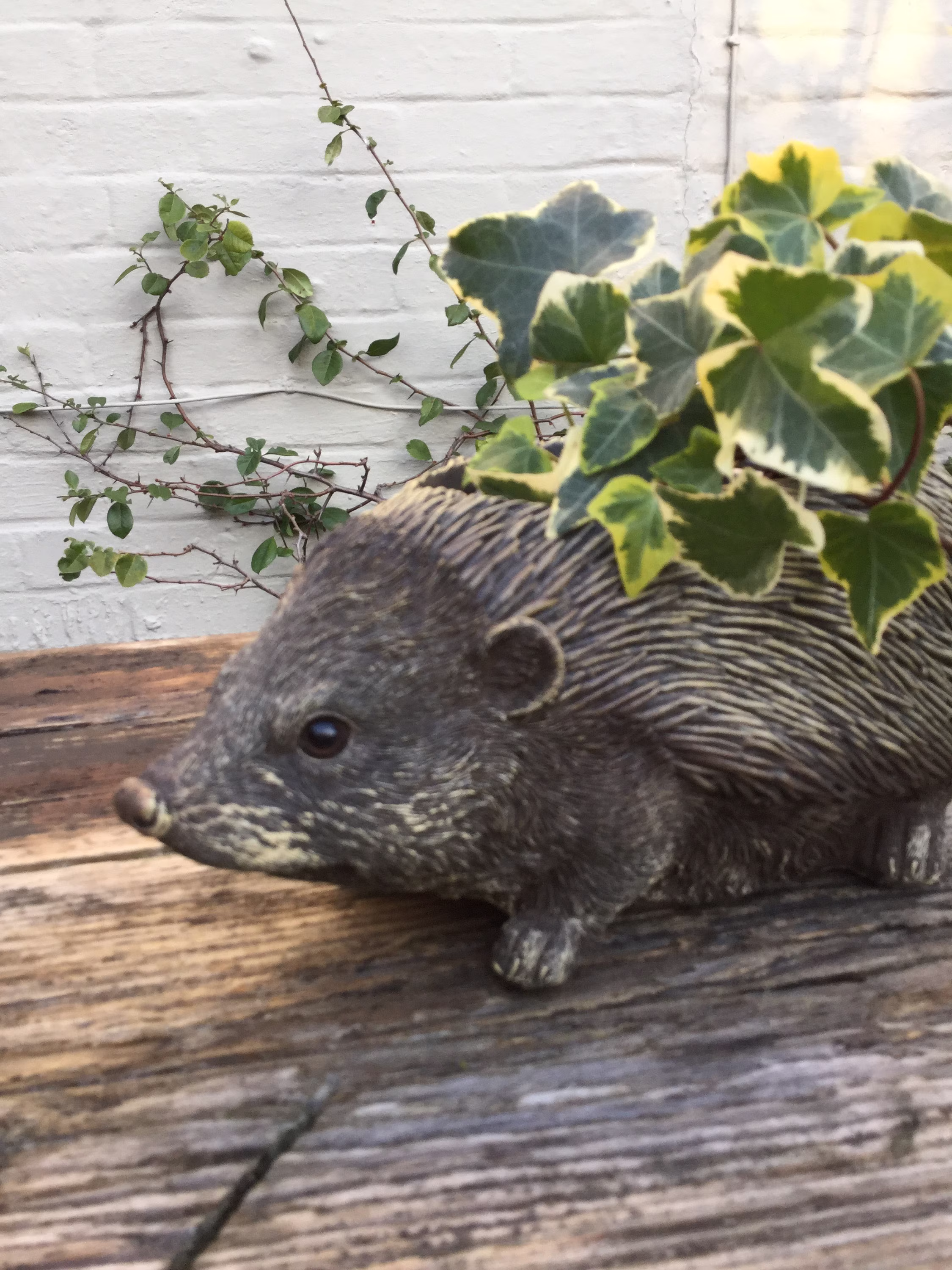 Beautiful Hedgehog Planter Detailed & Realistic.a Springtime Must De