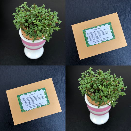 10 Party Favours Seed Envelopes Personalised Cress Favours, Wedding Favour, Bag Fillers