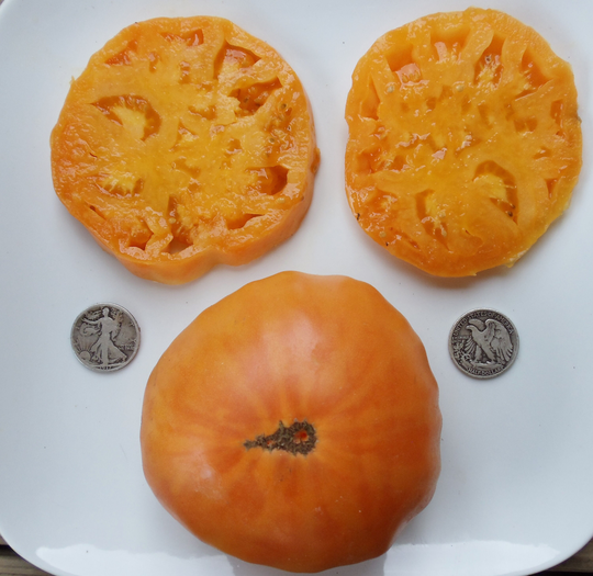 Kellogg's Breakfast - 40 Hand Picked Seeds