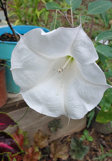 White Datura Seeds 10 Seeds