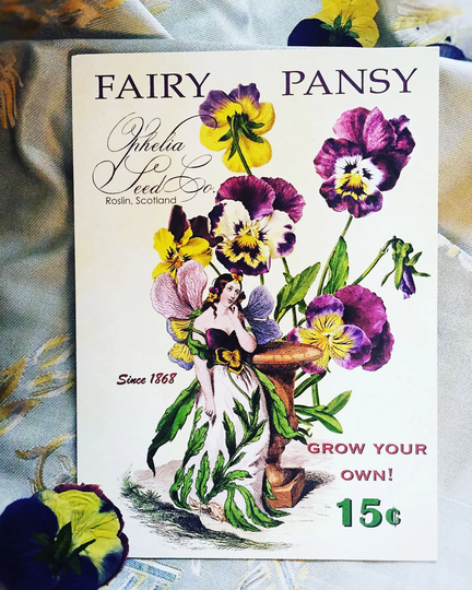 Fairy Pansy, Ophelia Seed Co. 5x7 Keepsake Postcard With V-Flap Envelopes Sold As A Single Card