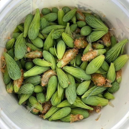 Frozen Spruce Tips Wildcraft Organic Natural Lime Tasty Brew