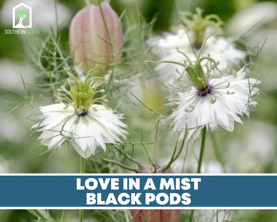 Love in A Mist, Albion Black Pod | Marbles - 100 Seeds Culinary & Medicinal Flower Nongmo | Nigella Damascena
