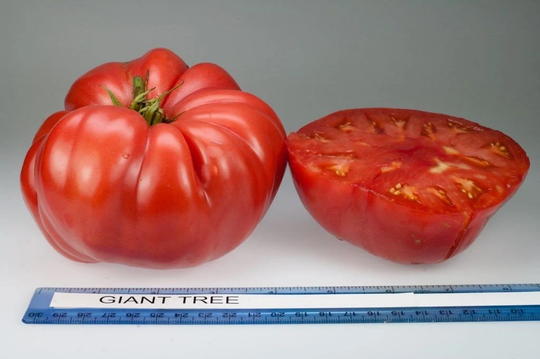 Vegetable - Tomato Giant Tree 8 Premium Quality Seeds