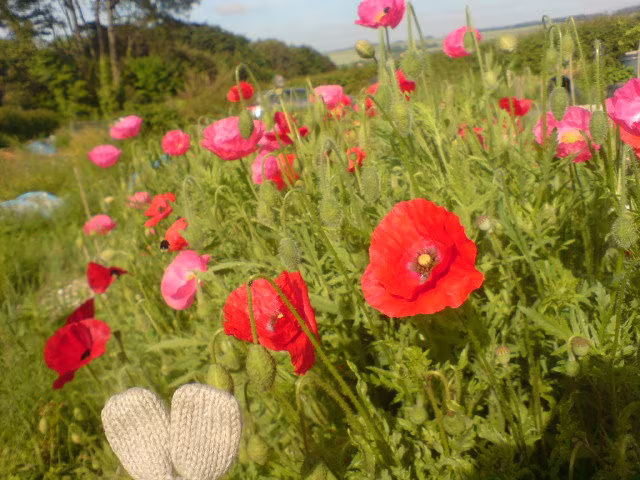 1000 X Pink & Red Field Poppy Seeds Mixed Papaver Rhoeas Harvested in Dorset