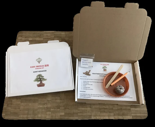 Grow Your Own Bonsai Starter Kit | Giant Redwood Indoor Gift Fun & Educational Same Day Dispatch