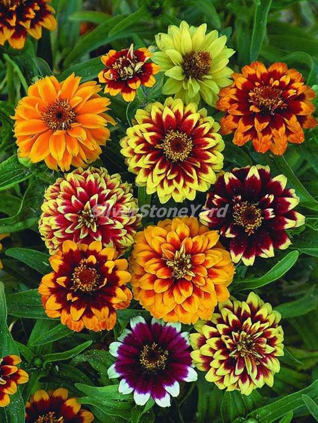 Zinnia Mexican Persian Mix, 140 Seeds, Ukrainian Organic Seeds, Sw749