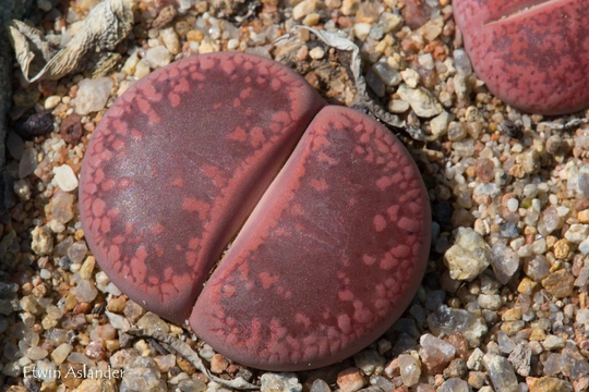 Lithops Aucampiae Rudesheim Ruby, 10 Seeds