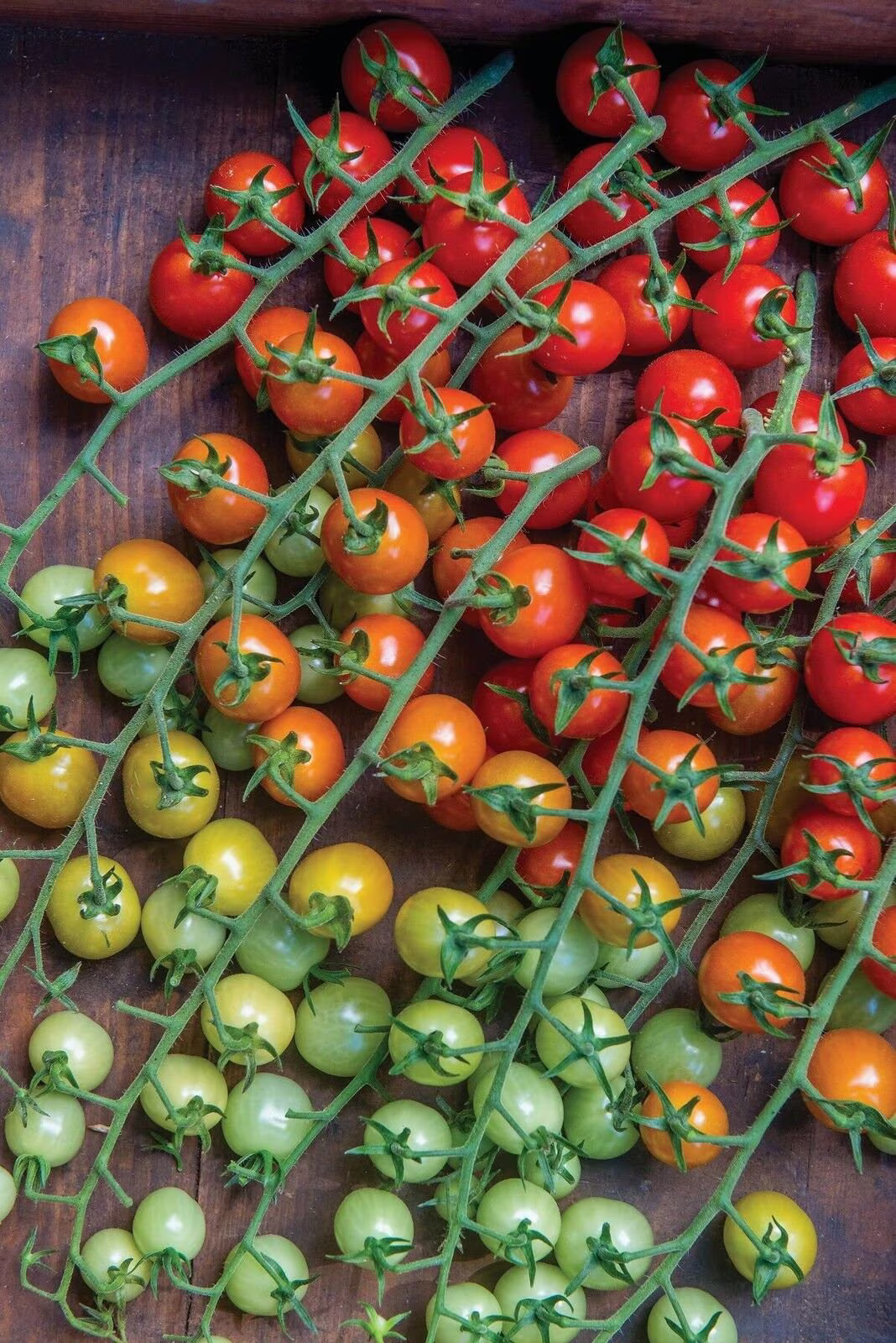 Vegetable - Tomato Cherry Baby F1 6 Premium Quality Seeds