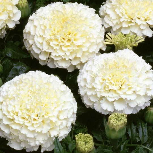 African Marigold Kilimanjaro 30 Seeds, Non Gmo, Fresh, Easy To Grow