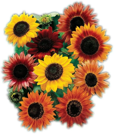 All Sorts Sunflower Seeds | Non-Gmo Heirloom Fresh Garden
