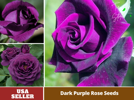 30 Rare Seed | Dark Purple Rose Seeds - Perennial -Authentic Seeds-Flowers -Organic. Non Gmo -Vegetable Seeds-Mix For Plant-B3G1#1085
