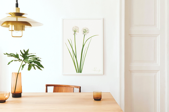 Allium Art Print, White Flower Wall Art, Chive Vintage Botanical Kitchen Chives Herb A3 A4
