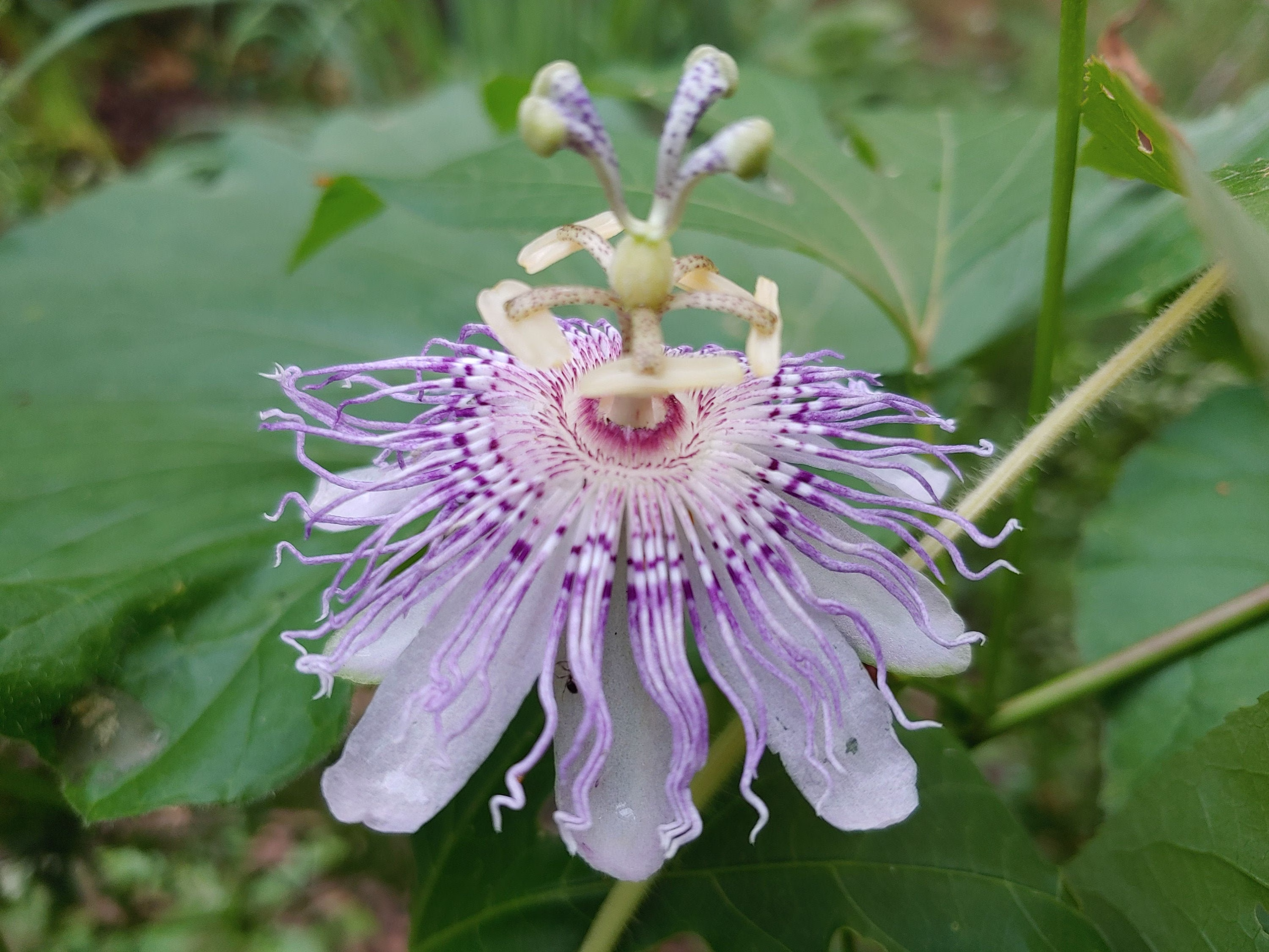 Maypop Passion Flower Seeds