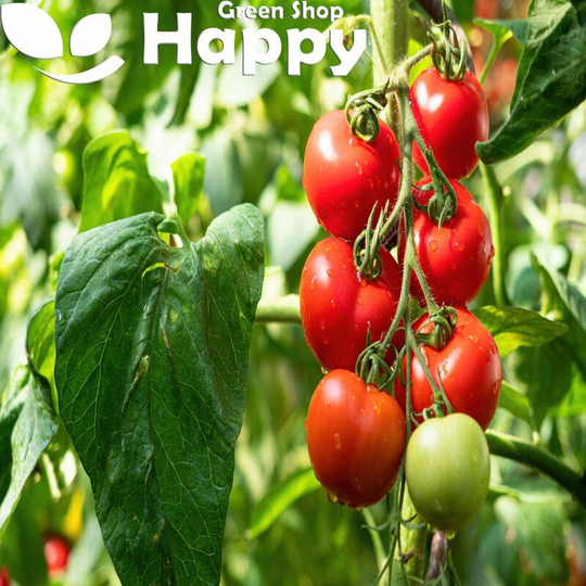 Vegetable - Tomato Spencer 100 Seeds Lycopersicon Esculentum Annual