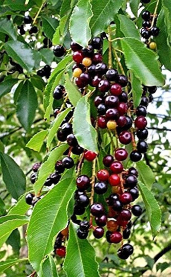 Black Cherry Tree Seeds - 10 Grow A Fruit Bearing