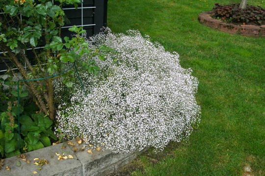 Rare Original Flower Seeds Gypsophila Creeping "White