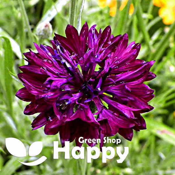 Cornflower Double - Black Ball 500 Seeds Centaurea Cyanus Easy To Grow Meadow Wildflower