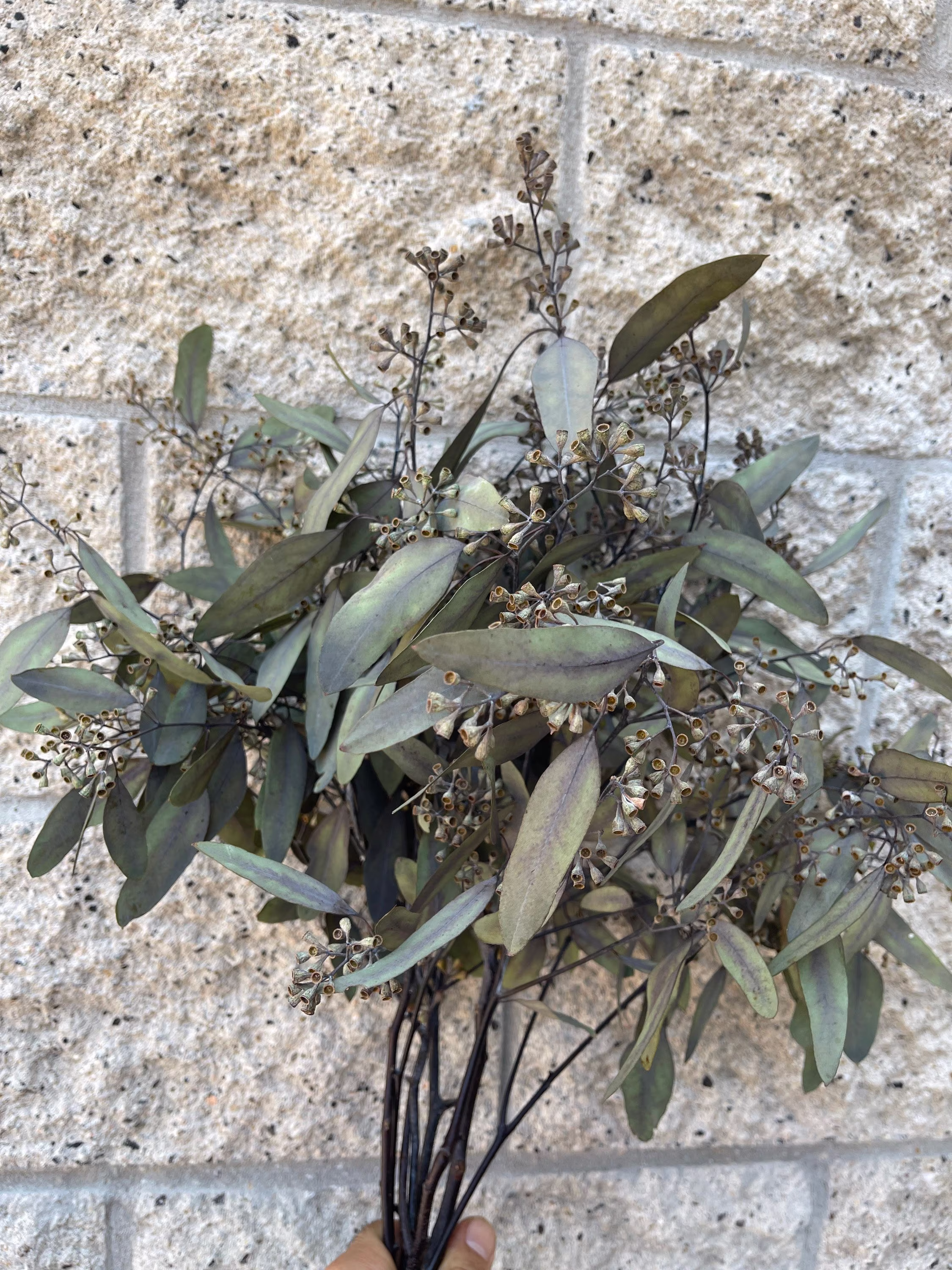 Preserved Seeded Eucalyptus Bundle, California Grown
